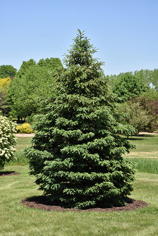 Picea glauca var. densata