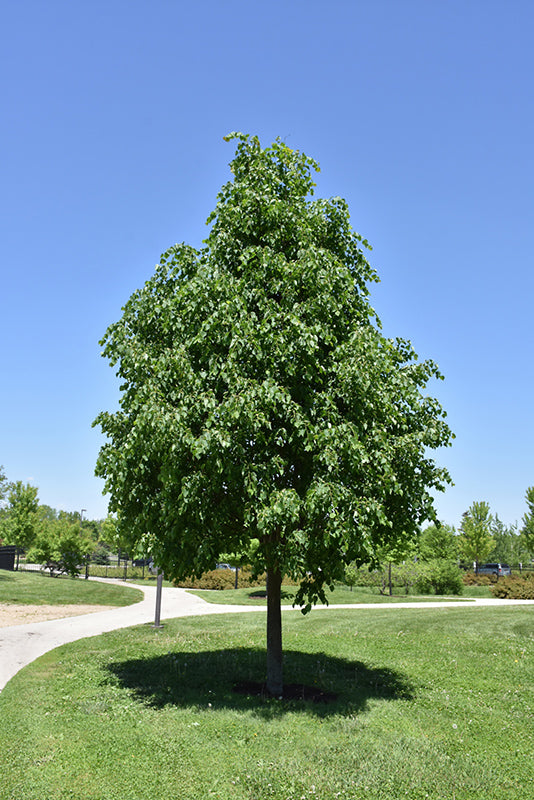 Tilia cordata 'Greenspire'