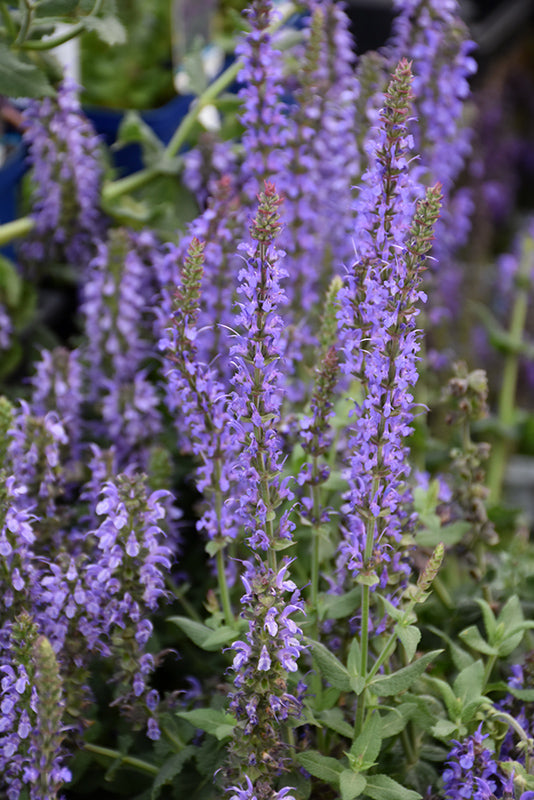 Salvia nemorosa 'Balyricsil'