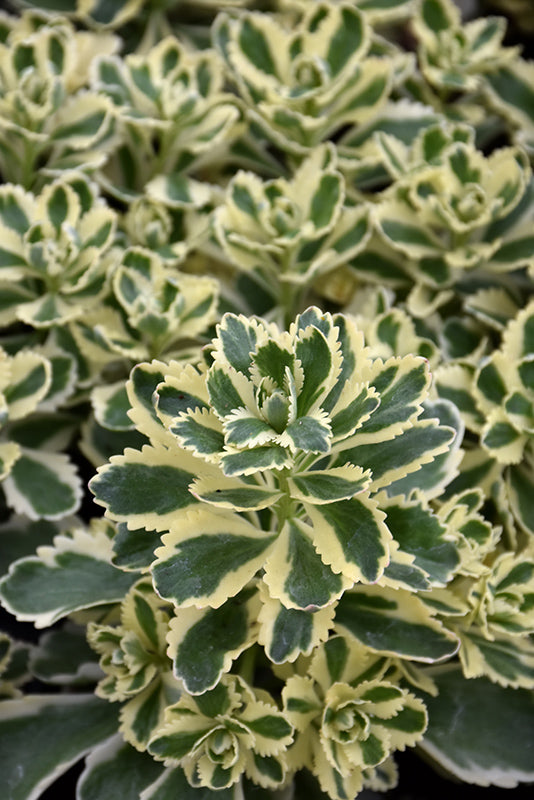 Sedum 'Atlantis'