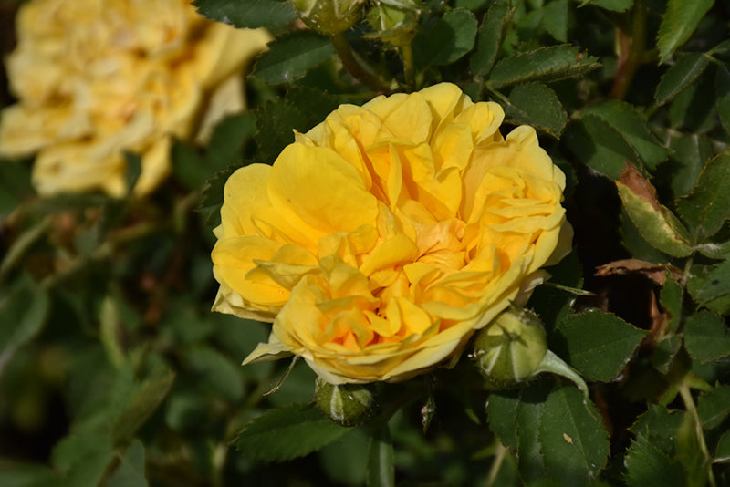 Rosa Foetida Persiana 'Persian Yellow'