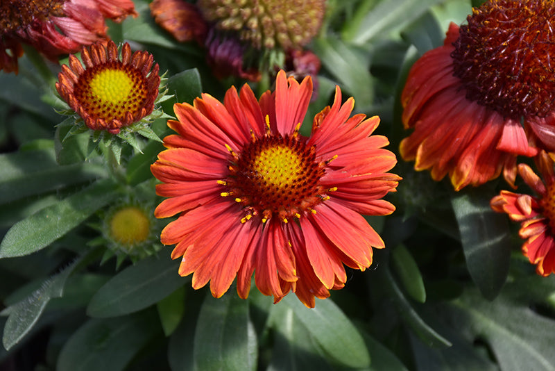 Gaillardia 'Spintop Yellow Touch'