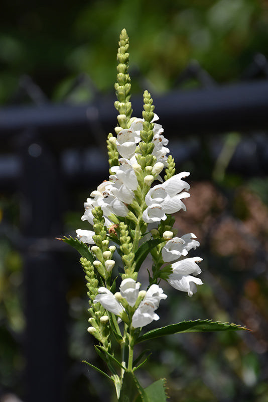 Physostegia virginiana 'Crystal Peak White'