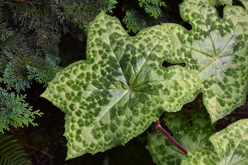 Podophyllum 'Spotty Dotty'