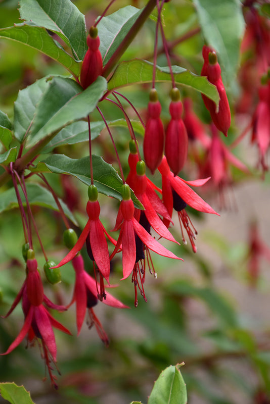 Fuchsia magellanica