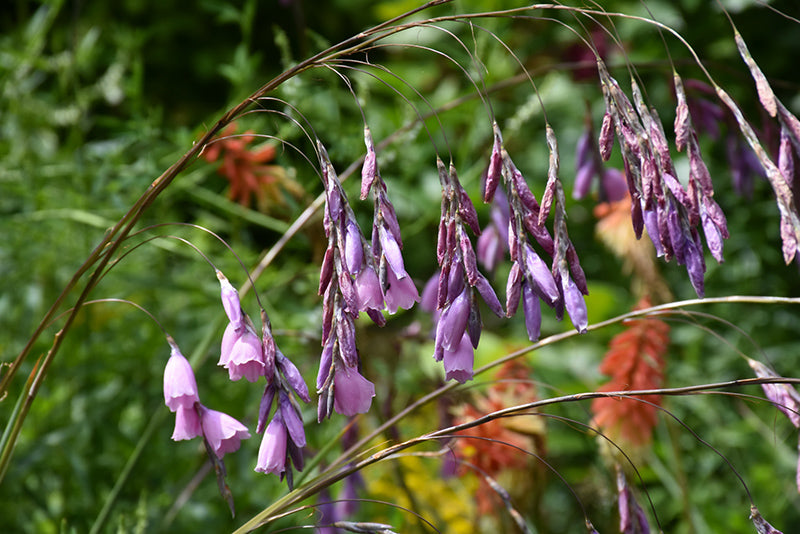 Dierama pulcherrimum