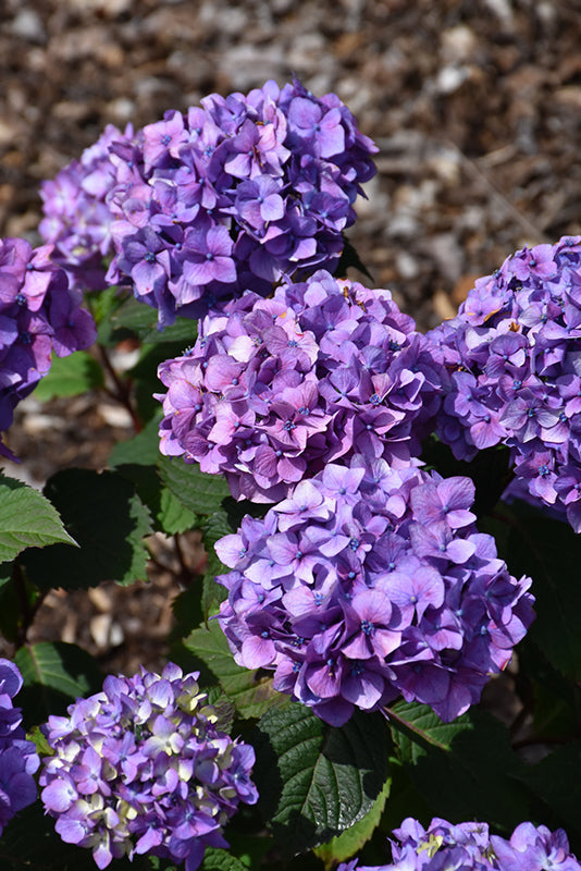 Hydrangea macrophylla Endless Summer 'BloomStruck'