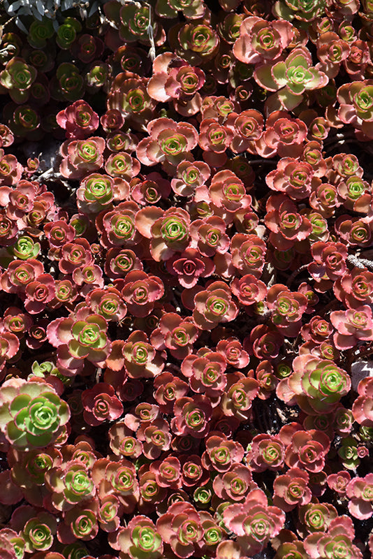Sedum spurium 'Dragon's Blood'
