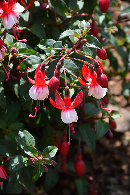 Fuchsia 'Santa Claus'