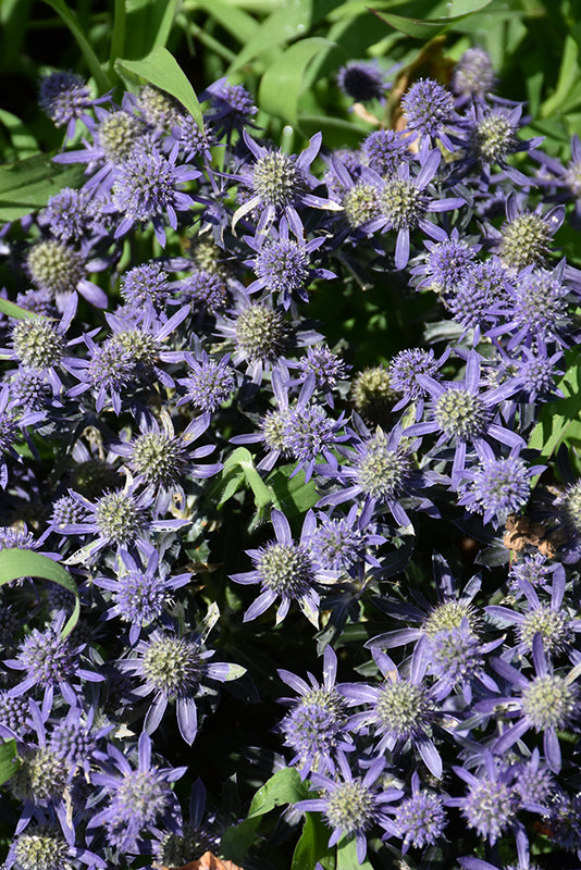 Eryngium planum 'Blue Hobbit'