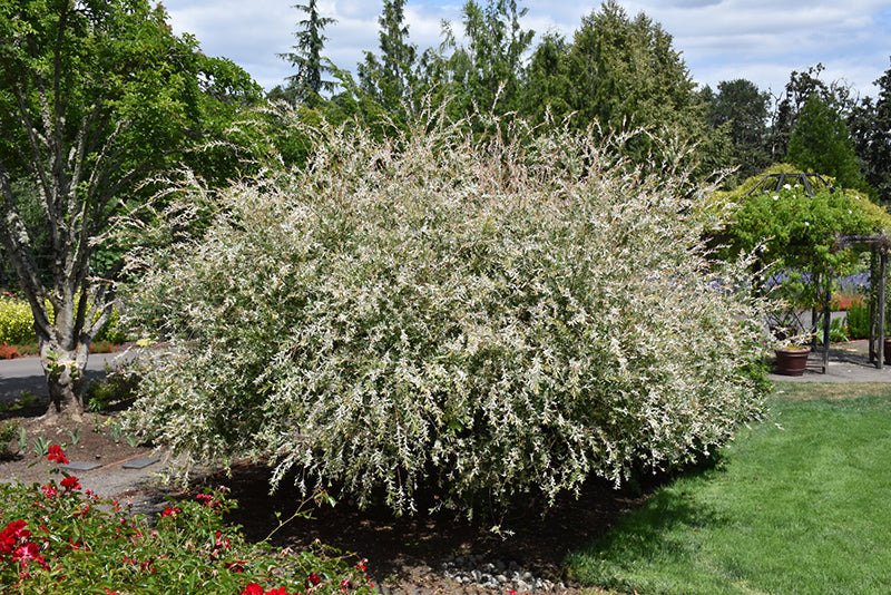 Salix integra 'Hakuro Nishiki'