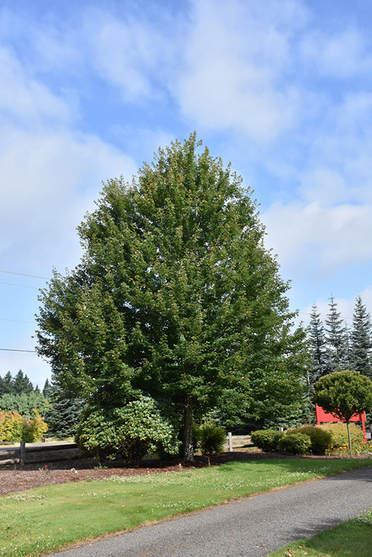 Acer Rubrum 'frank Jr.' – Green Thumb Garden Centre (2014)