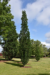 Quercus rubra x alba 'Skinny Genes'