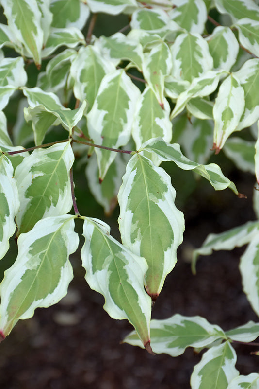Cornus kousa 'Summer Fun'