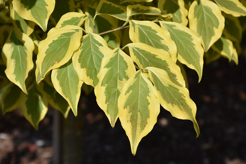 Cornus kousa 'Summer Gold'