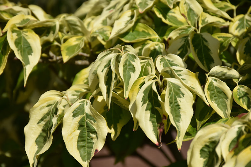 Cornus 'Celestial Shadow'