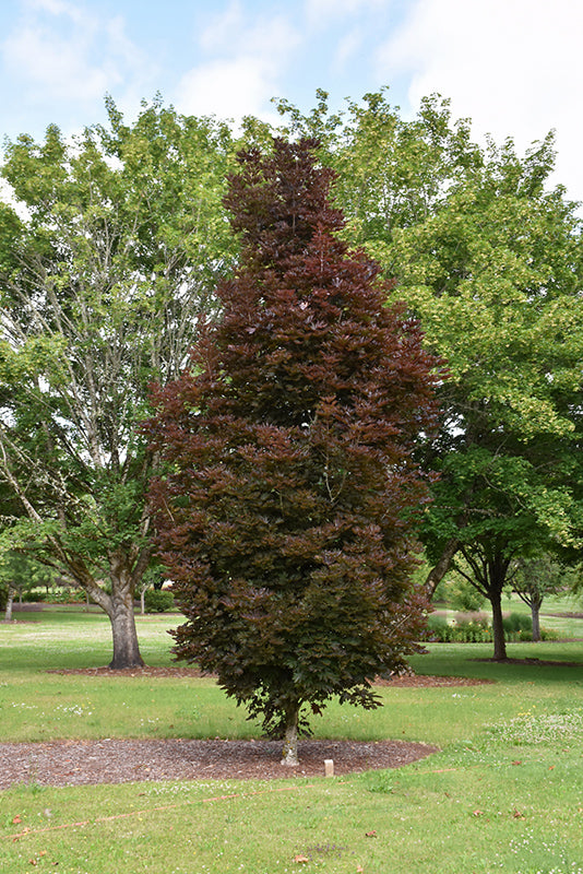 Acer platanoides 'Crimson Sentry'