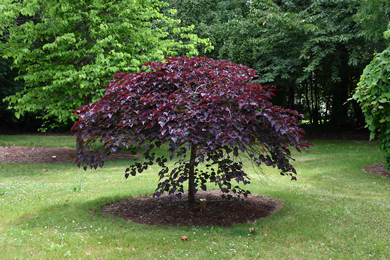 Cercis canadensis 'Ruby Falls'