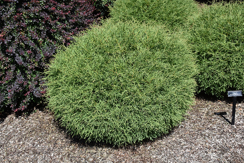 Thuja occidentalis 'Mr. Bowling Ball'