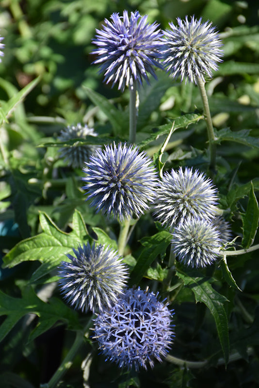 Echinops 'Veitch's Blue'