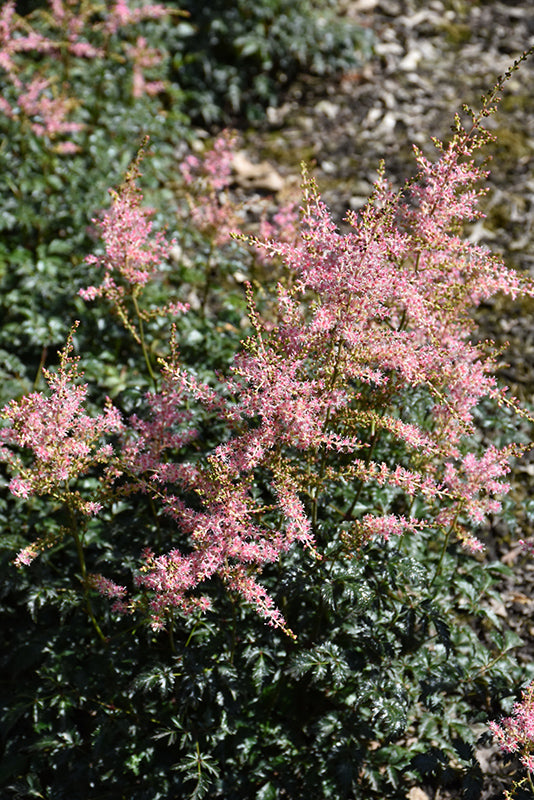 Astilbe simplicifolia 'Hennie Graafland'