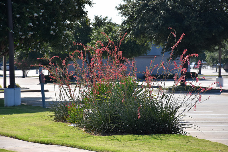 Hesperaloe parviflora