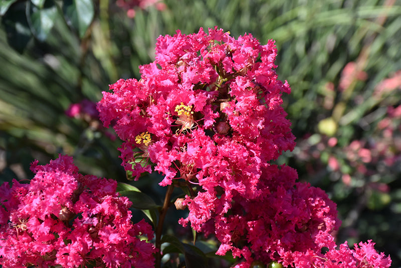 Lagerstroemia 'Princess Kylie'
