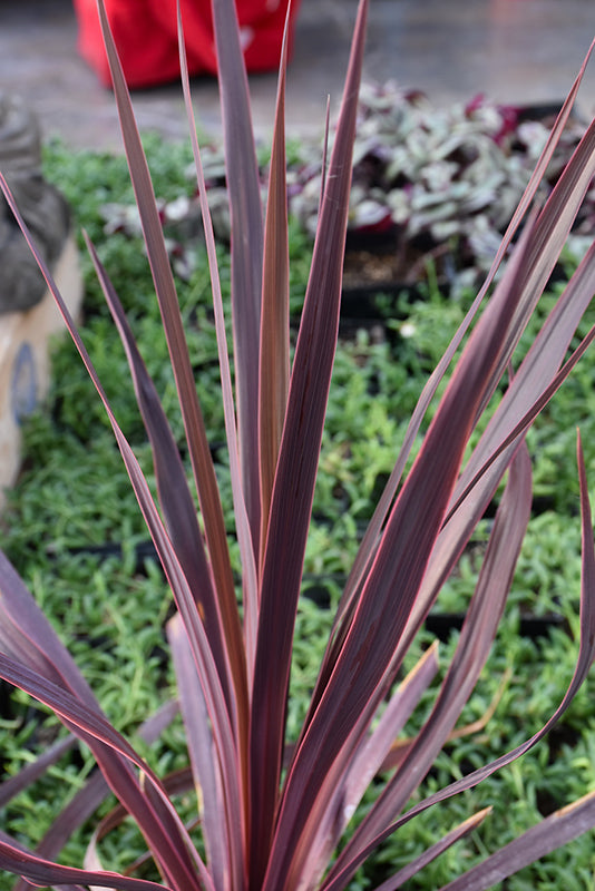 Cordyline australis 'Black Knight'