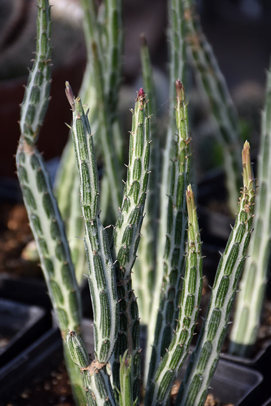 Senecio stapeliiformis