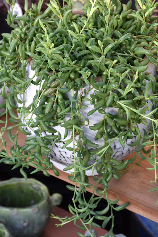 Senecio radicans