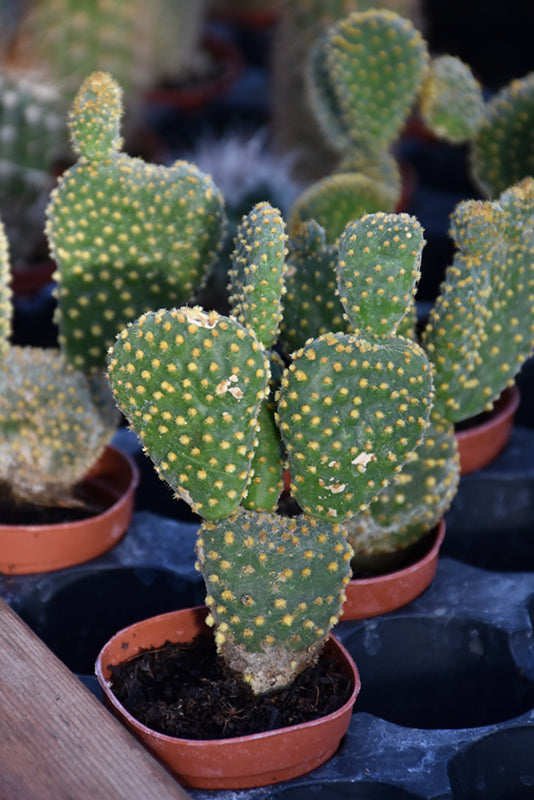 Opuntia microdasys