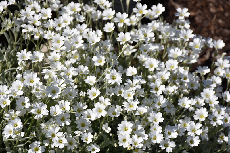 Cerastium tomentosum 'Yo Yo'