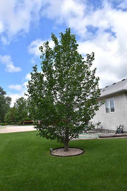 Tilia americana 'Duros'