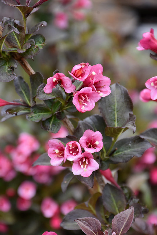 Weigela florida 'Tango'