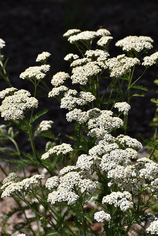 Achillea millefolium