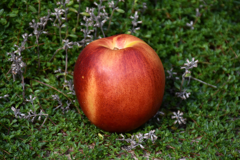 Nectarine - Prunus persica 'Flavortop'