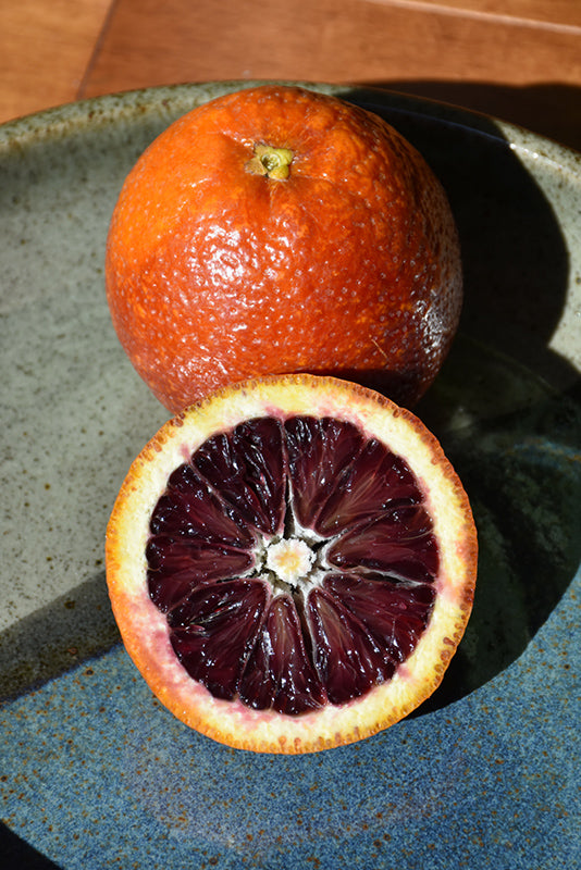 Citrus sinensis - Tarocco #7 Blood Orange