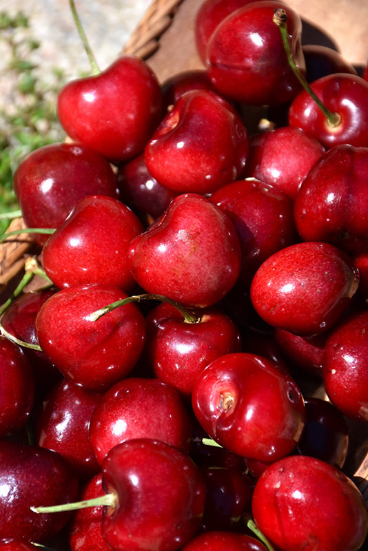 Cherry - Prunus avium 'Sweetheart'