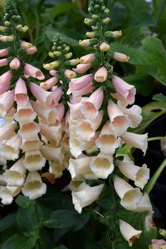 Digitalis purpurea 'Dalmation Peach'