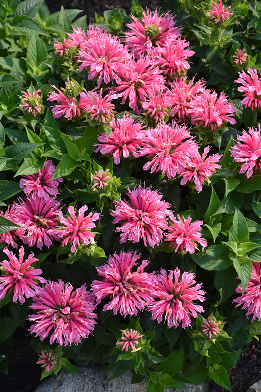 Monarda 'Pink Lace'