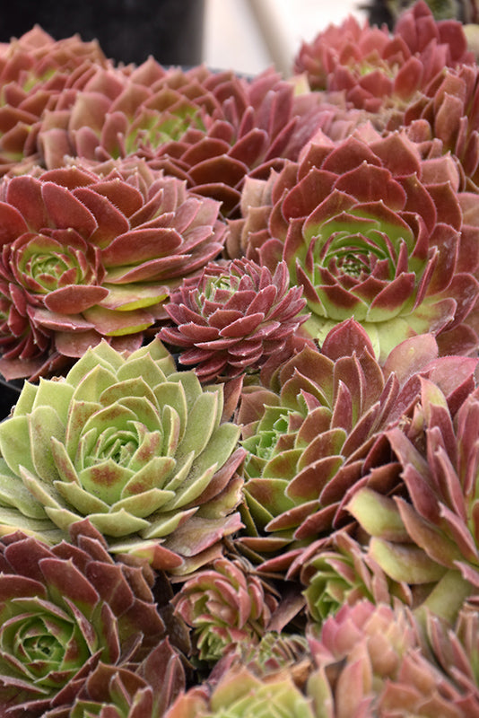 Sempervivum Chick Charms 'Cherry Berry'