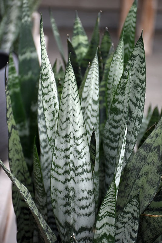 Sansevieria trifasciata