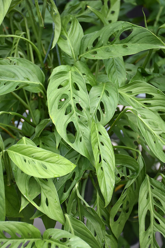 Monstera adansonii