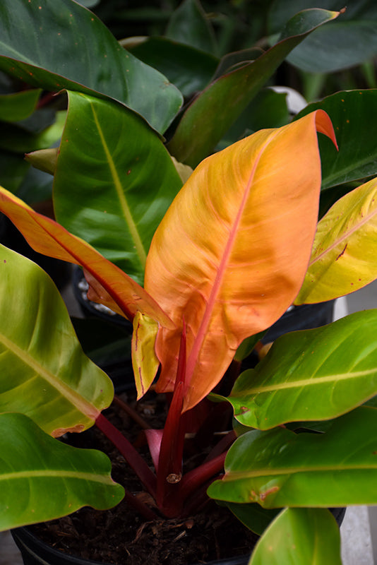 Philodendron 'Prince of Orange'