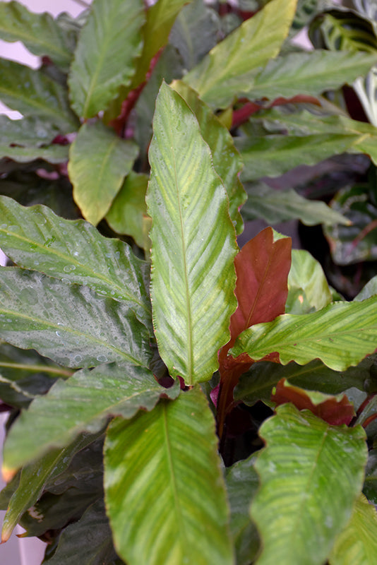 Stromanthe sanguinea