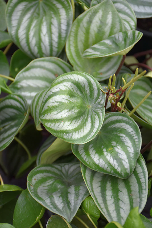 Peperomia argyreia