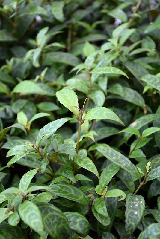 Aeschynanthus longicaulis