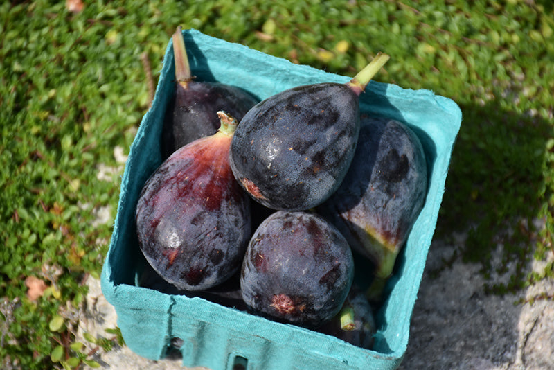 Ficus carica 'Black Mission'