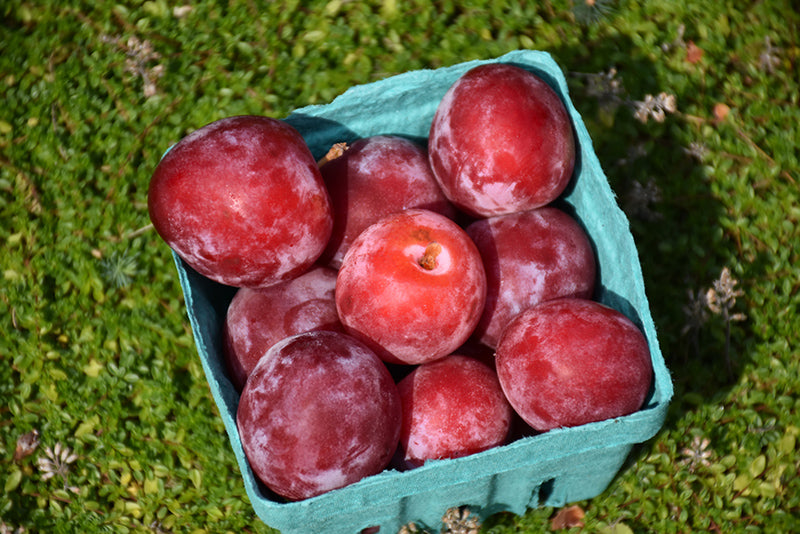 Plum - Prunus Salicina 'Waneta'