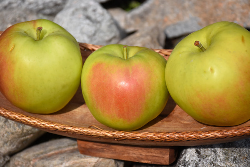 Apple - Malus 'Sunrise'